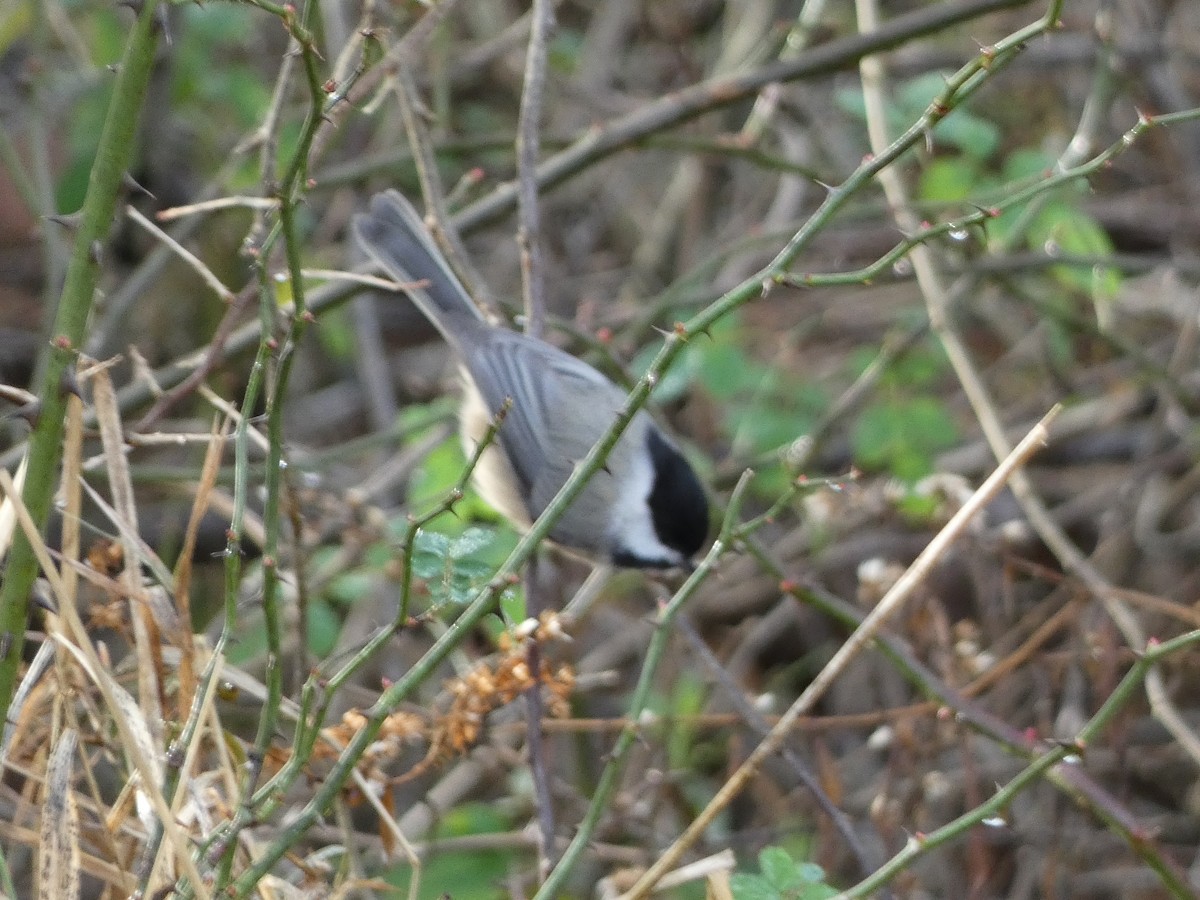 Carolina Chickadee - ML645854886