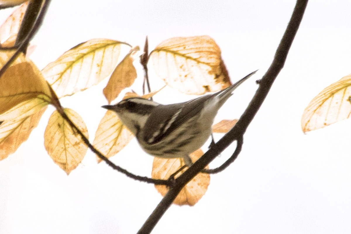 Black-throated Gray Warbler - ML645854890