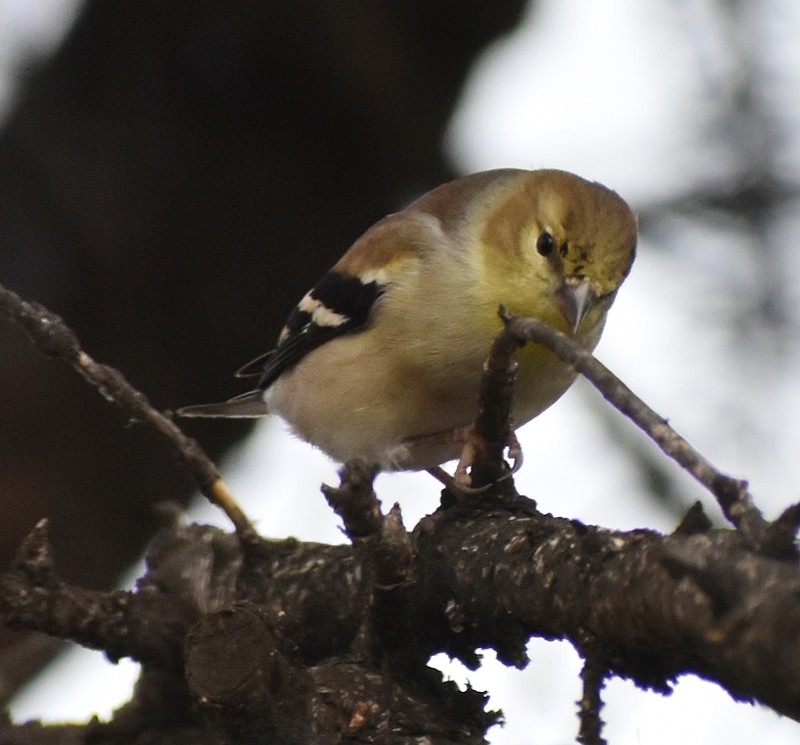 Altın İskete - ML645854894