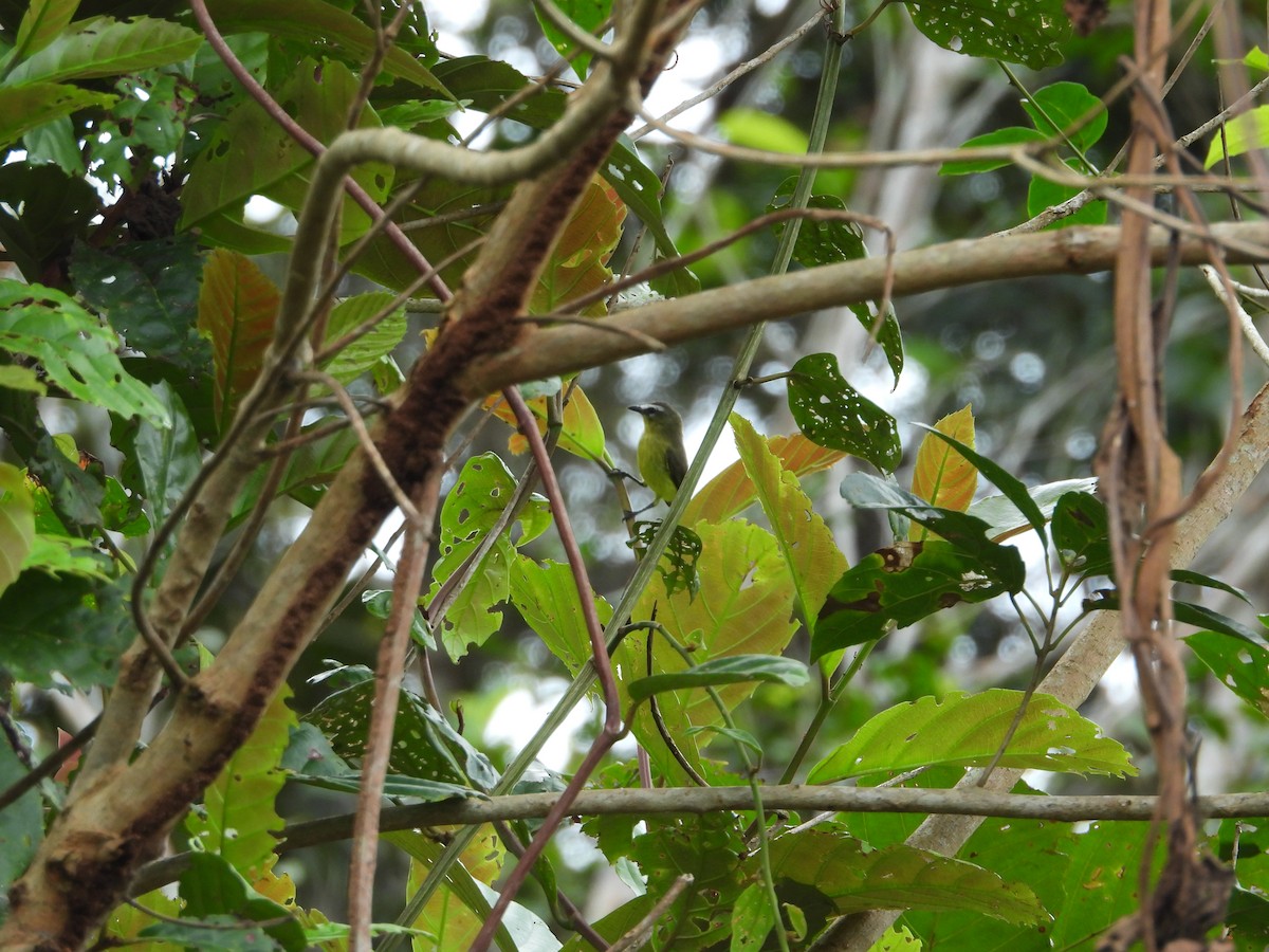 Brown-capped Tyrannulet - ML645854909