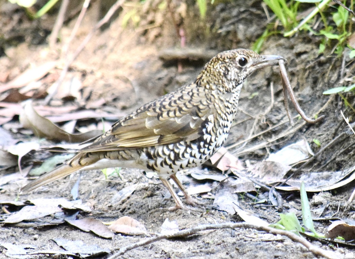 Bassian Thrush - ML645854910