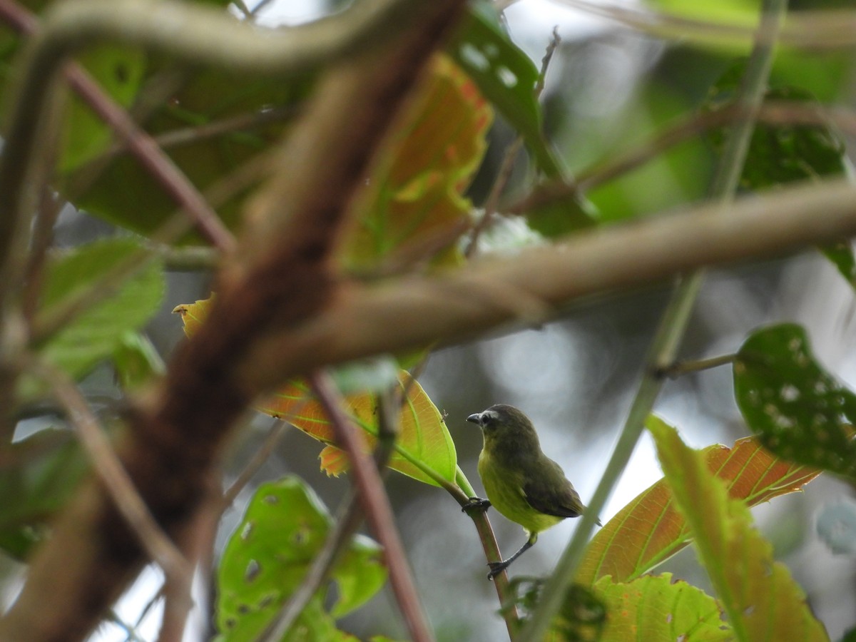Brown-capped Tyrannulet - ML645854912