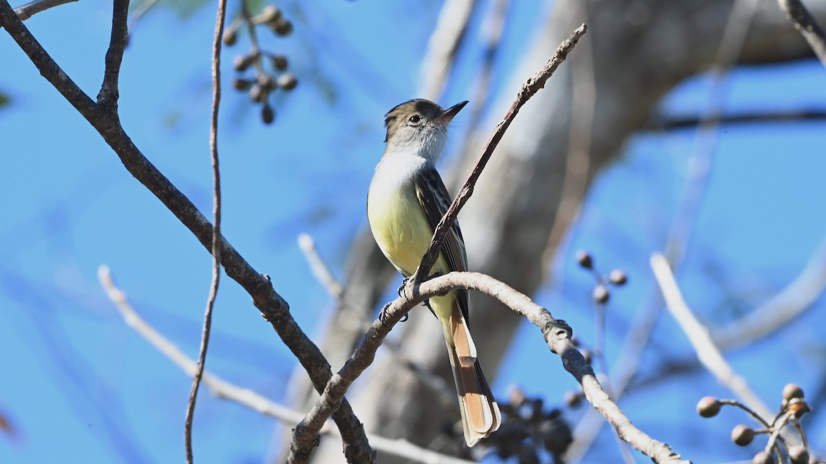 Nutting's Flycatcher - ML645854913