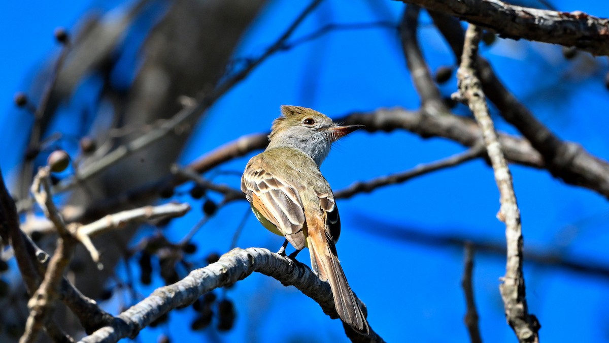 Nutting's Flycatcher - ML645854914