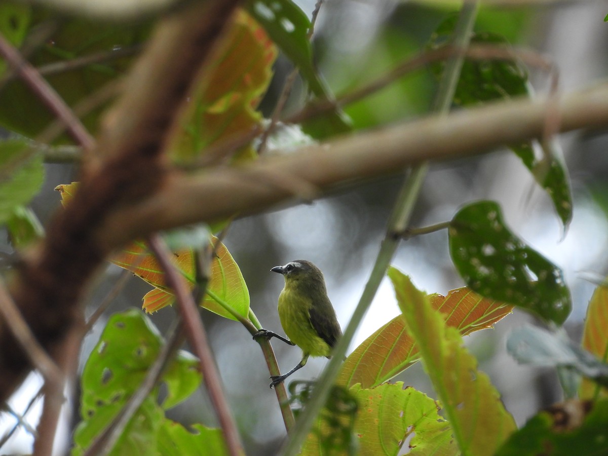 Brown-capped Tyrannulet - ML645854917