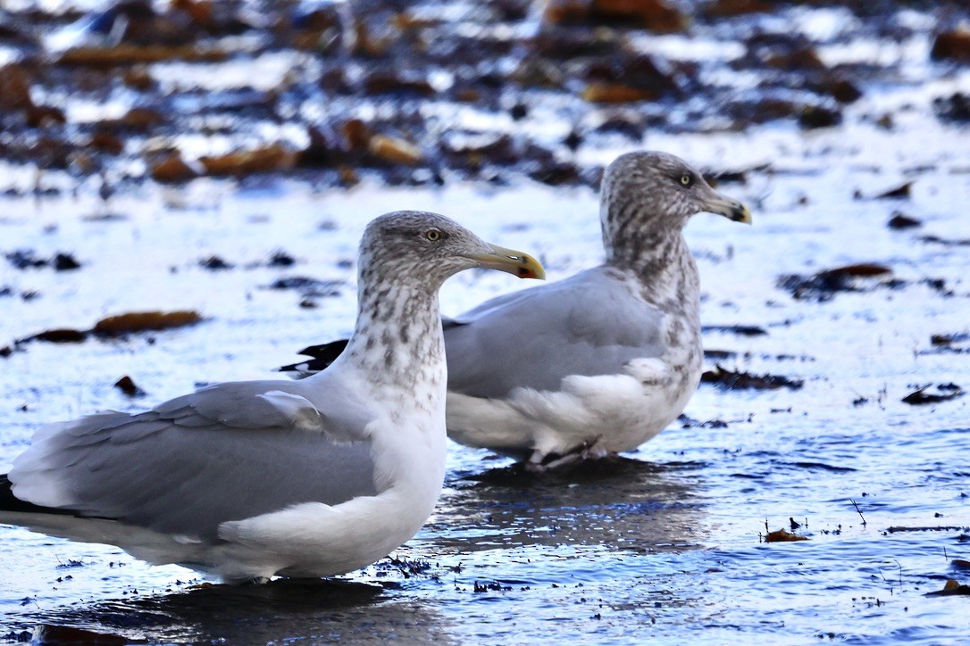 Gaviota Argéntea Americana - ML645854926