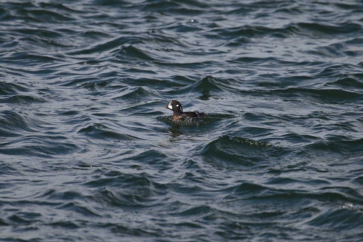 Хотгуужин чөрх - ML645854927