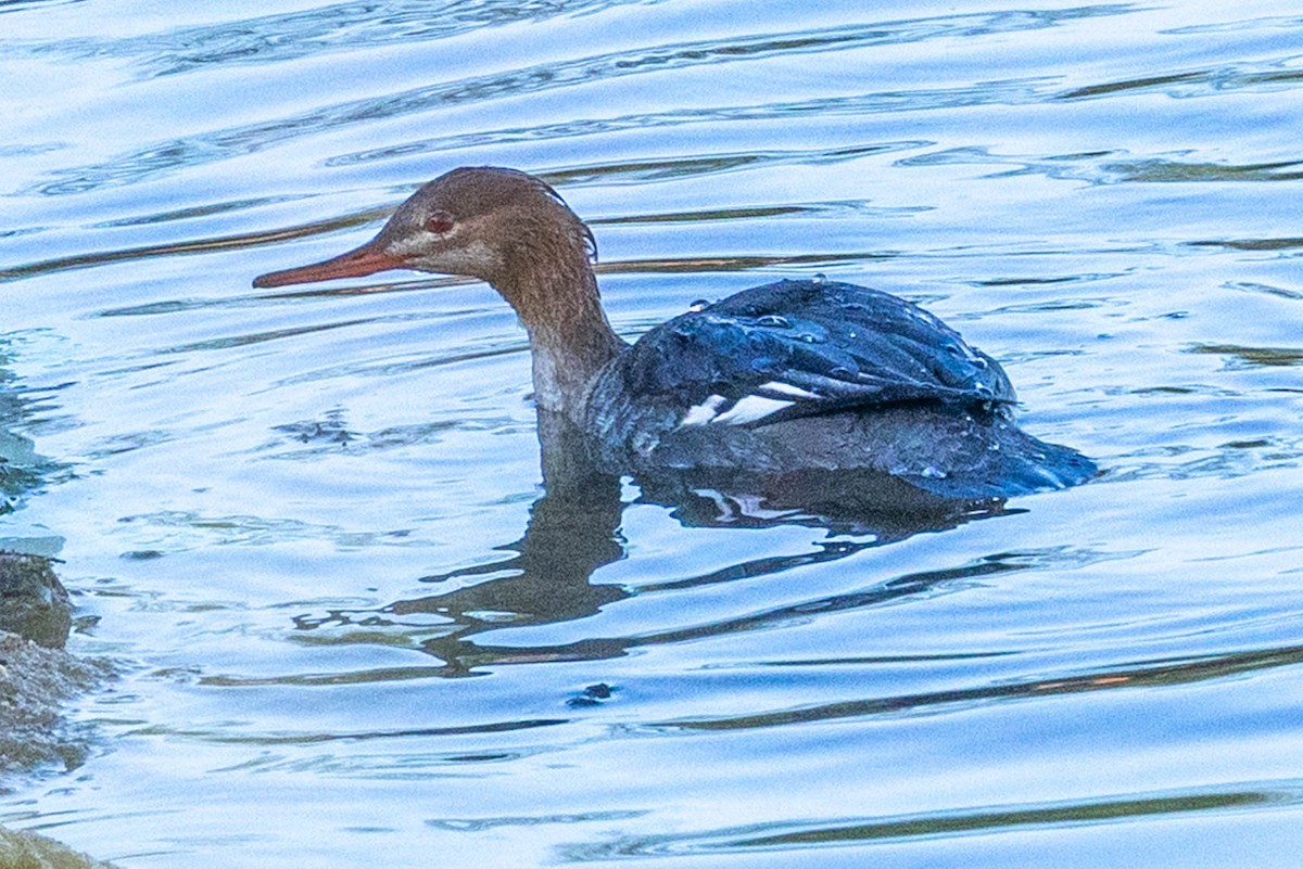 morčák prostřední - ML645854931