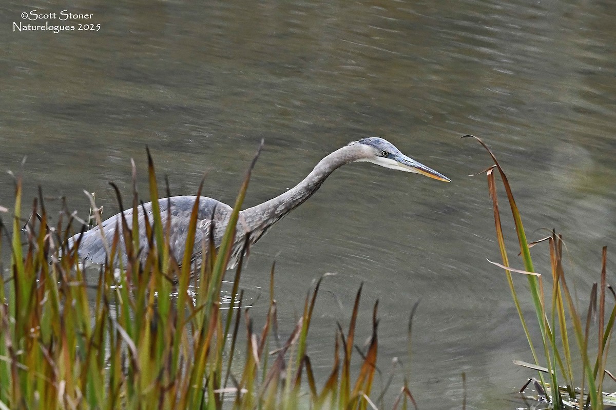 Great Blue Heron - ML645854933