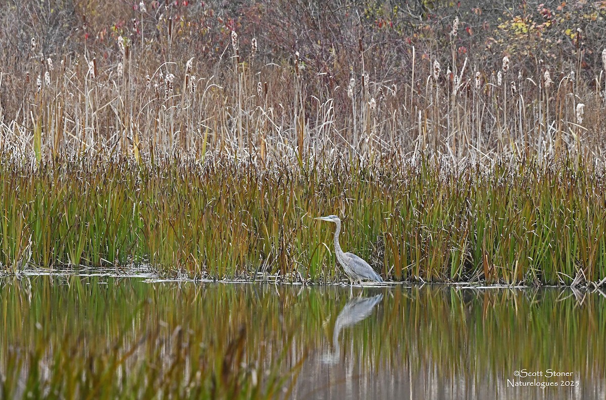 Great Blue Heron - ML645854934