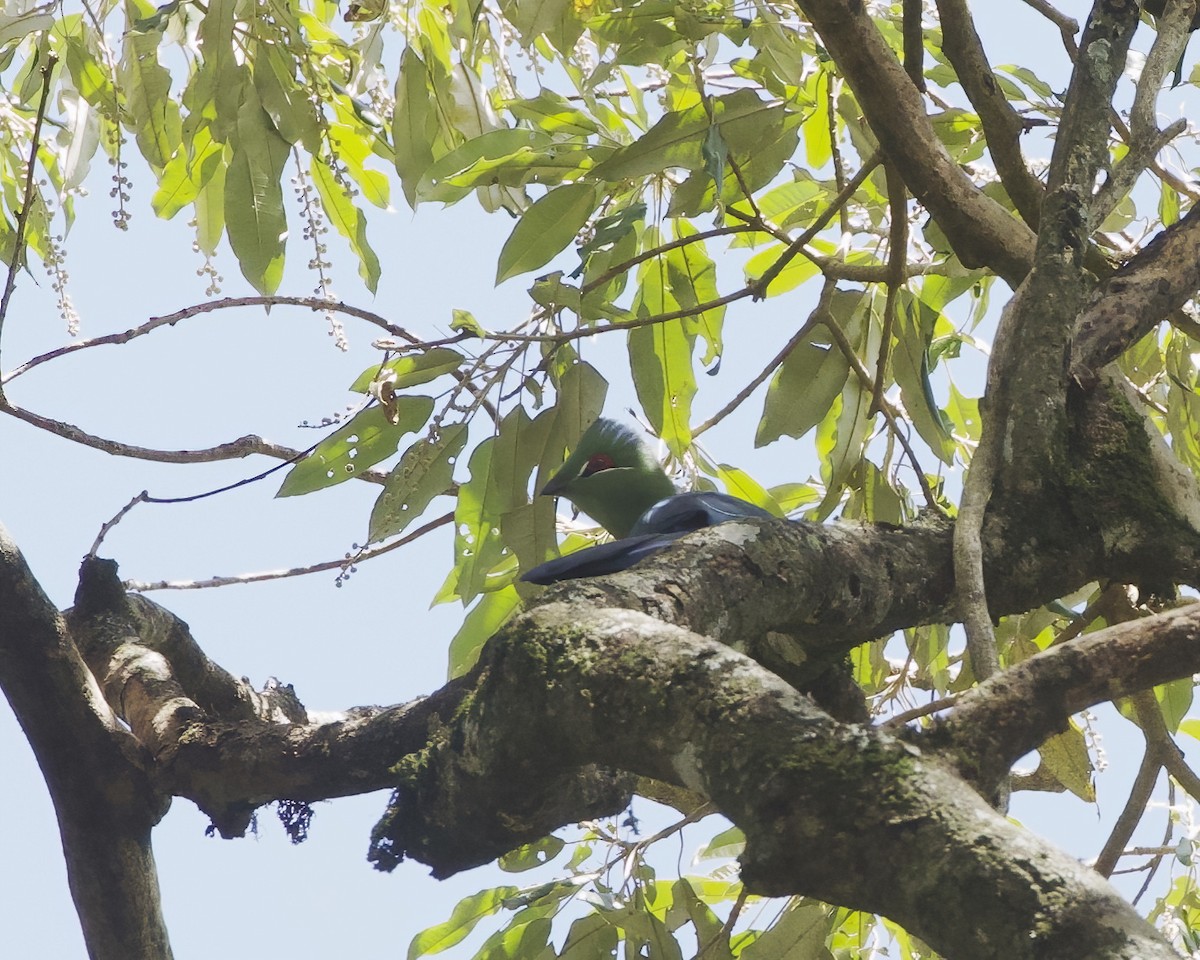 Black-billed Turaco - ML645854938