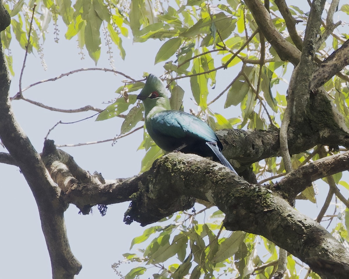 Black-billed Turaco - ML645854939