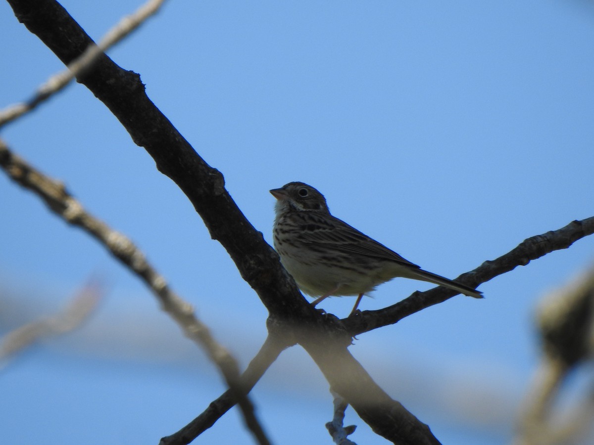 Vesper Sparrow - ML645854940