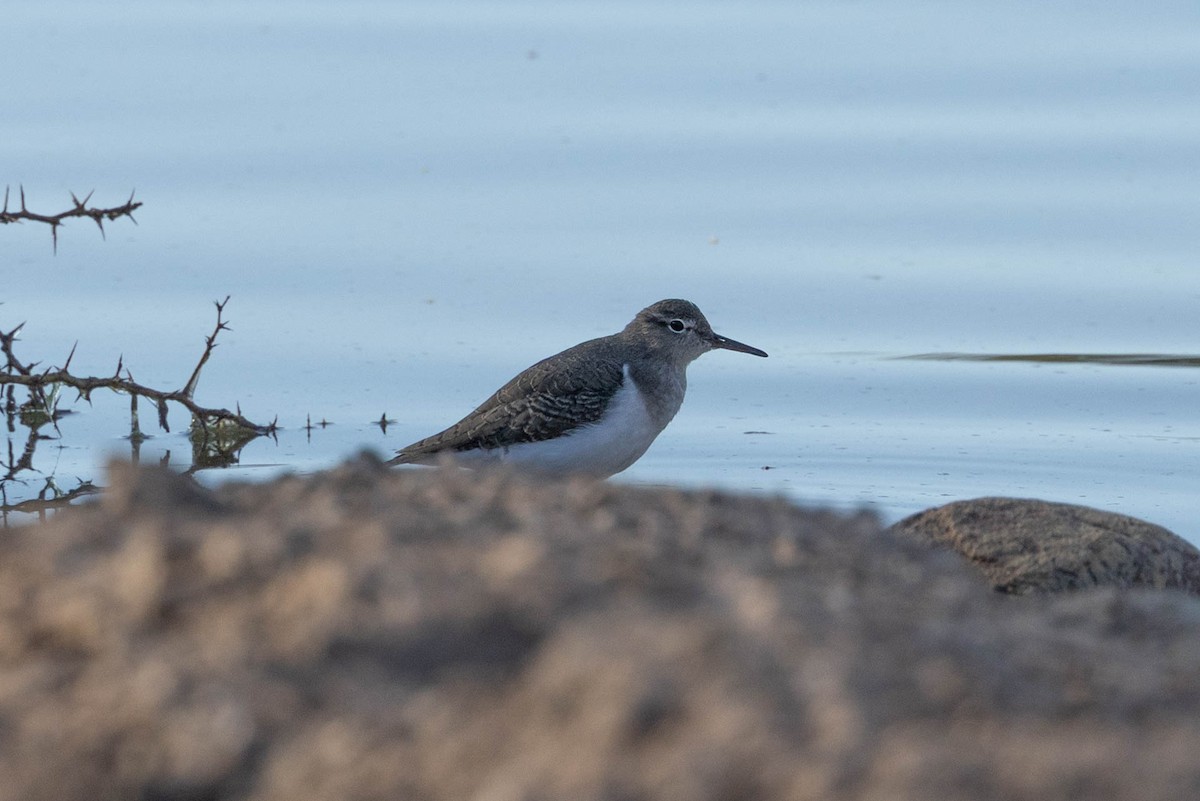 pisík americký - ML645854943