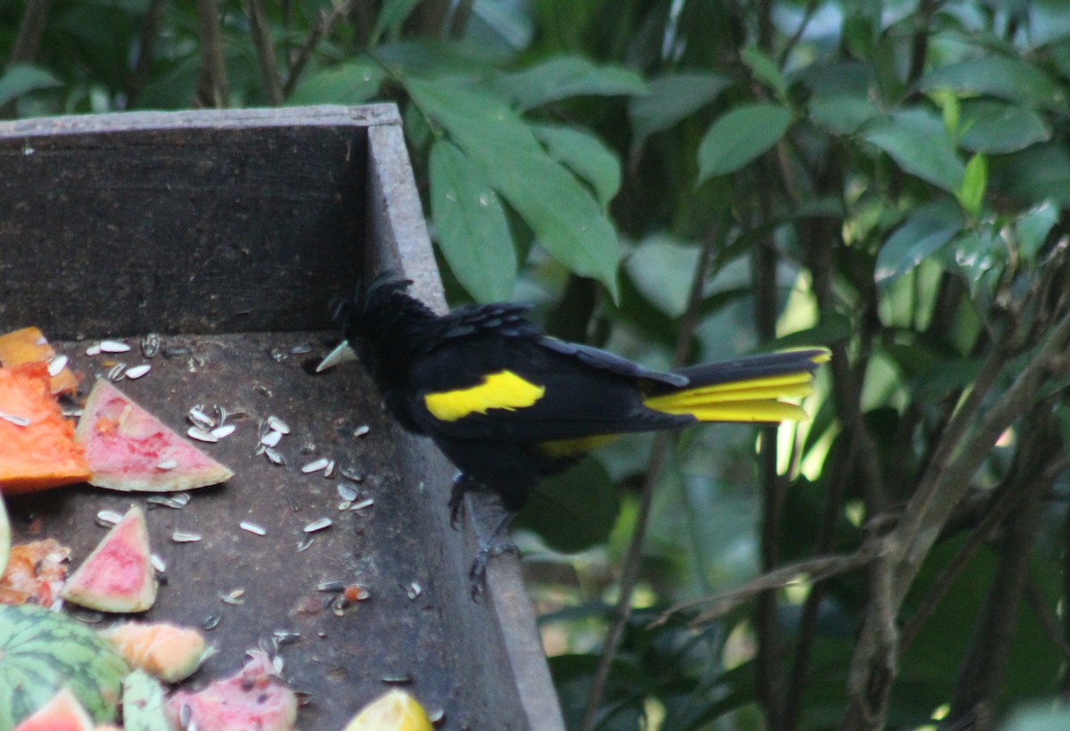 Yellow-winged Cacique - ML645854946