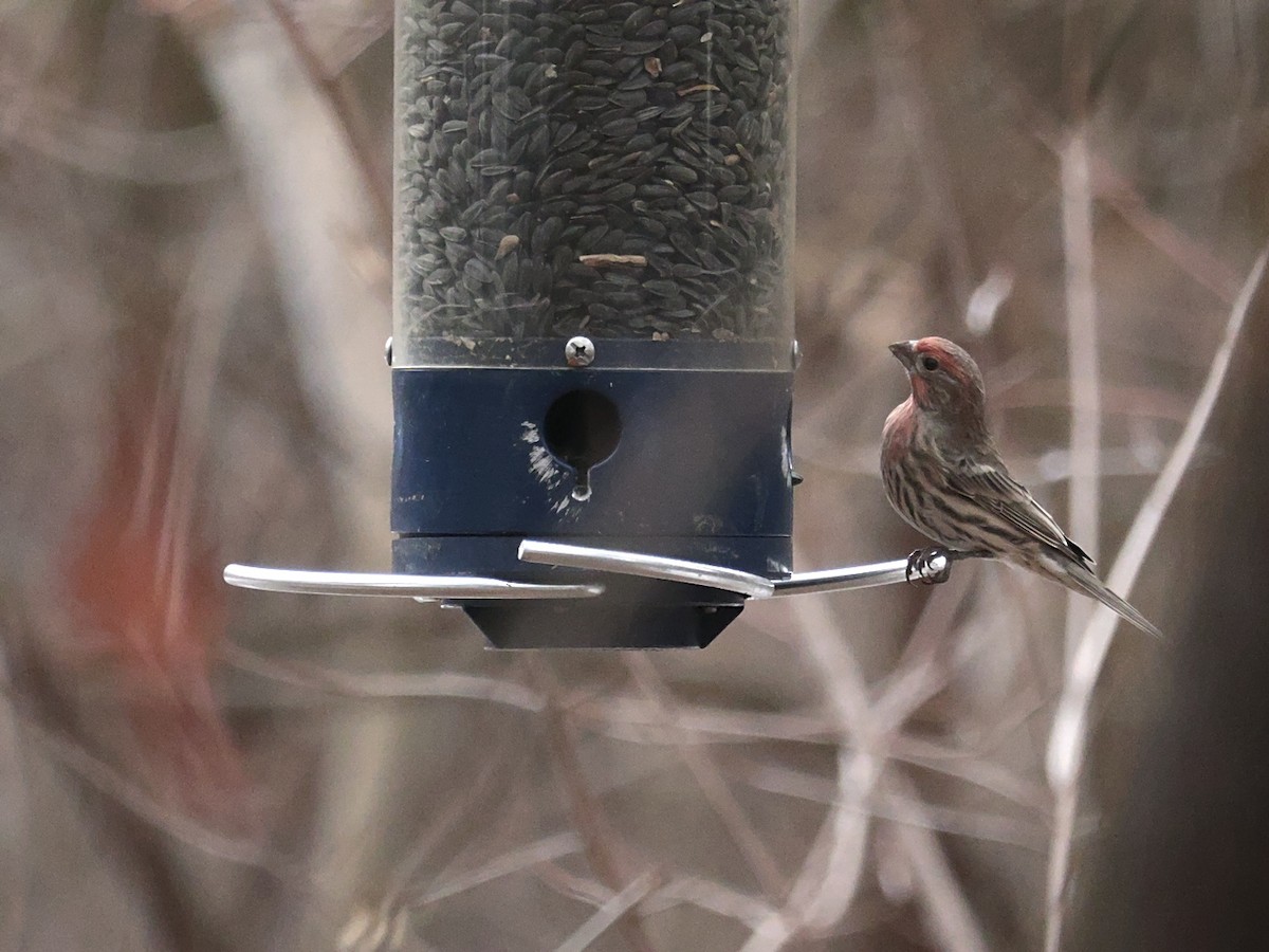 House Finch - ML645854953