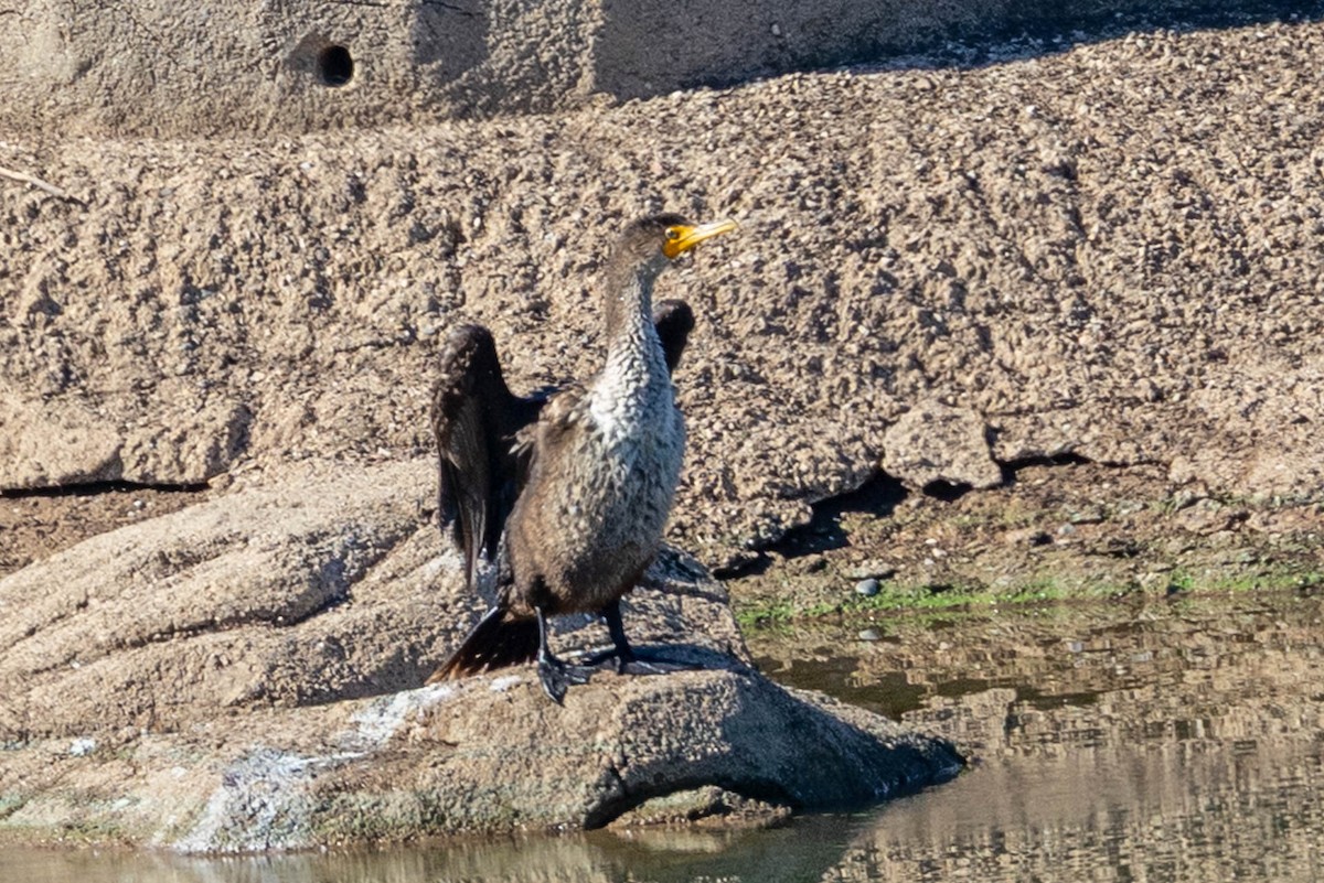 kormorán ušatý - ML645854954