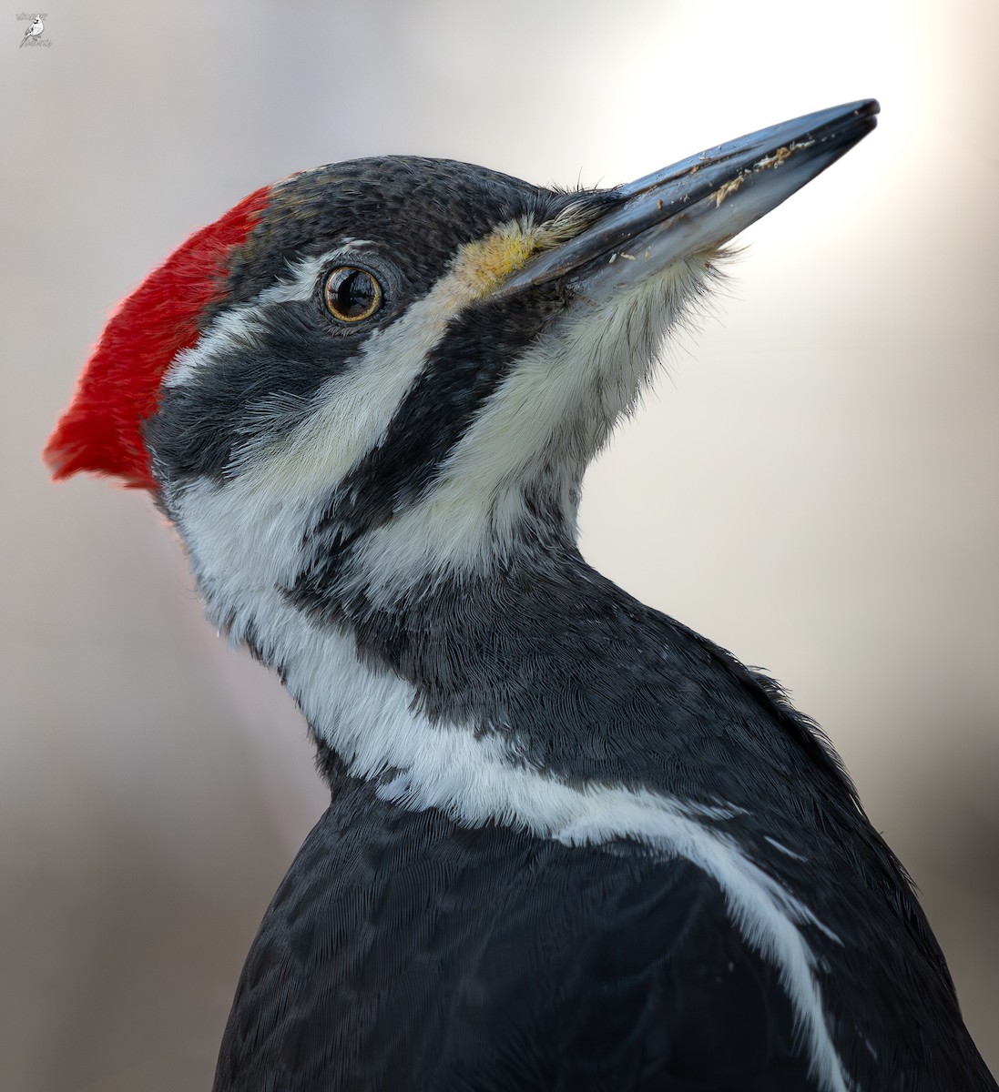 Pileated Woodpecker - ML645854955