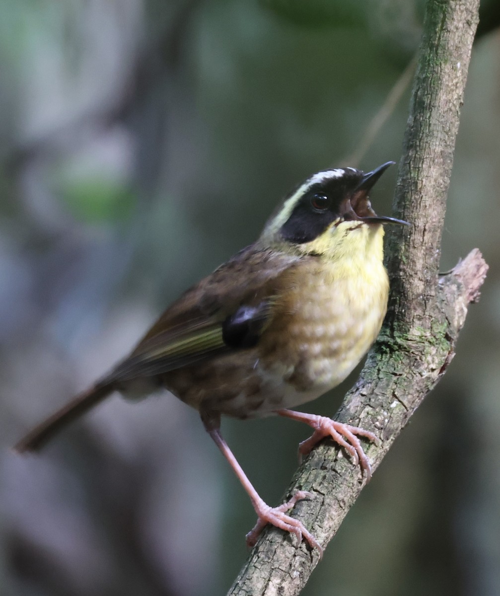 Yellow-throated Scrubwren - ML645854966