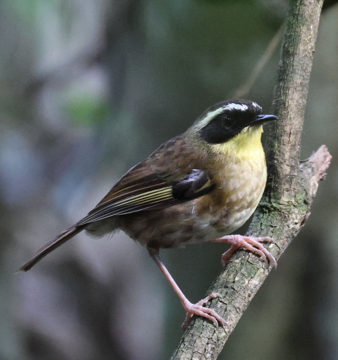 Yellow-throated Scrubwren - ML645854968