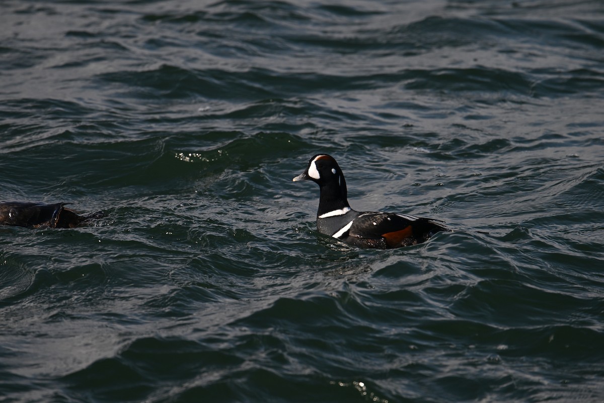 Хотгуужин чөрх - ML645854969