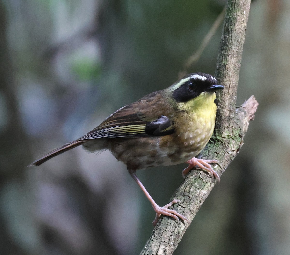 Yellow-throated Scrubwren - ML645854971