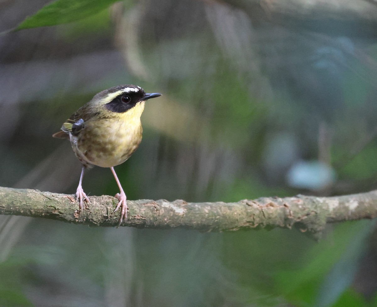 Yellow-throated Scrubwren - ML645854972