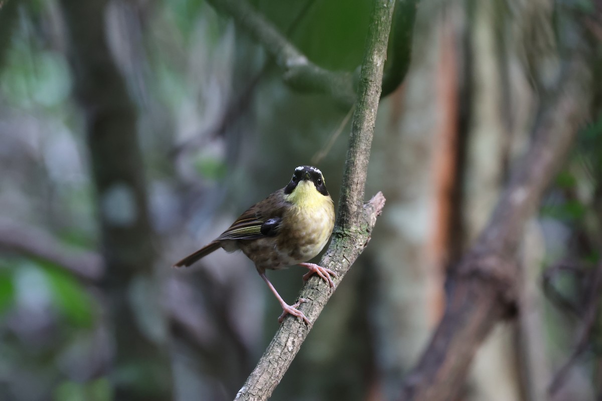 Yellow-throated Scrubwren - ML645854977
