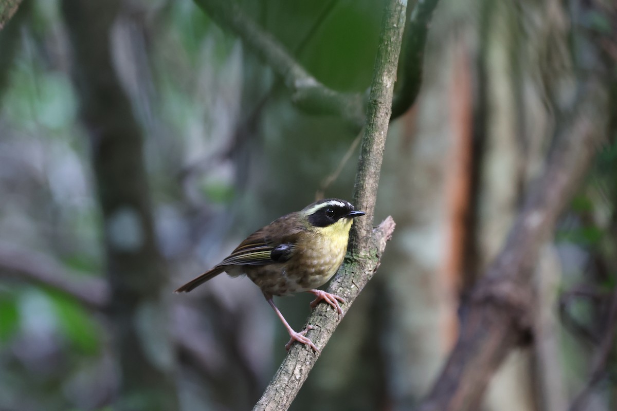Yellow-throated Scrubwren - ML645854978