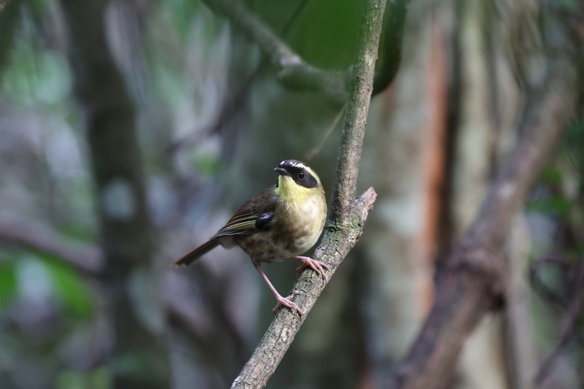 Yellow-throated Scrubwren - ML645854980