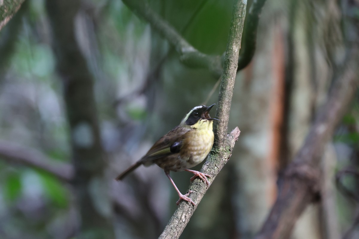 Yellow-throated Scrubwren - ML645854981