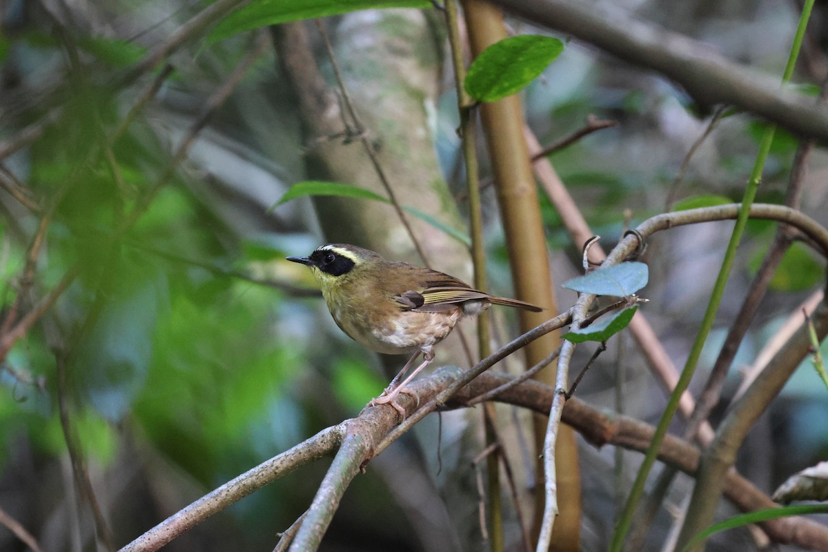 Yellow-throated Scrubwren - ML645854986