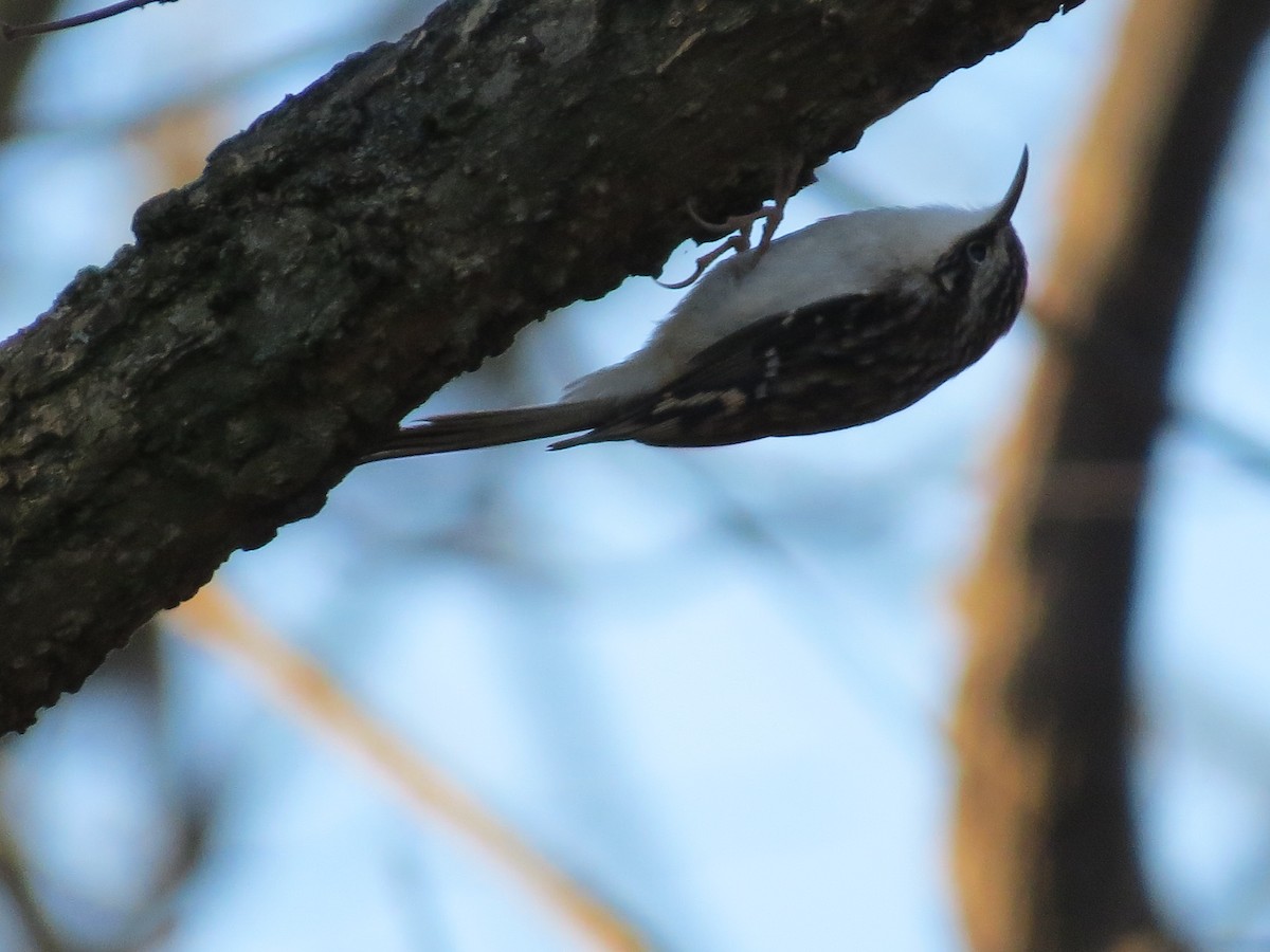 Brown Creeper - ML645854987