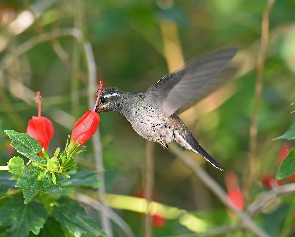 Blue-throated Mountain-gem - ML645854988