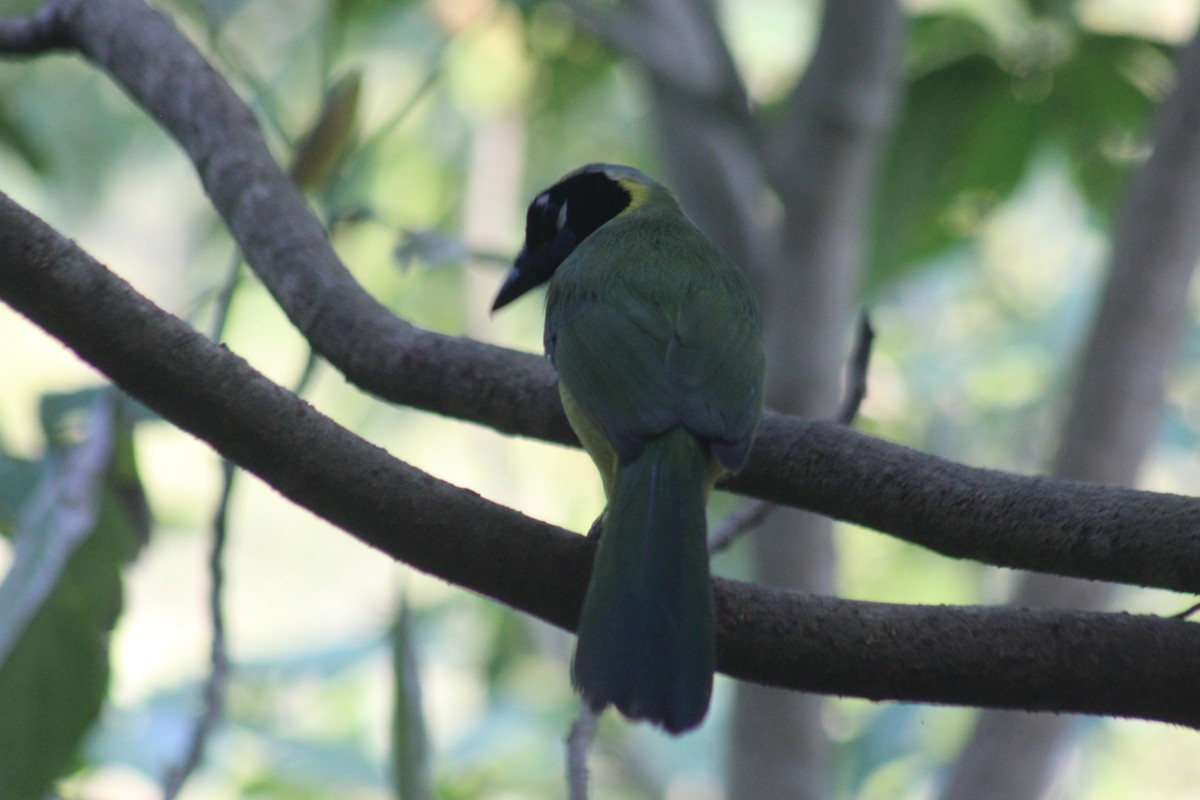 Перуанская сойка - ML645854989