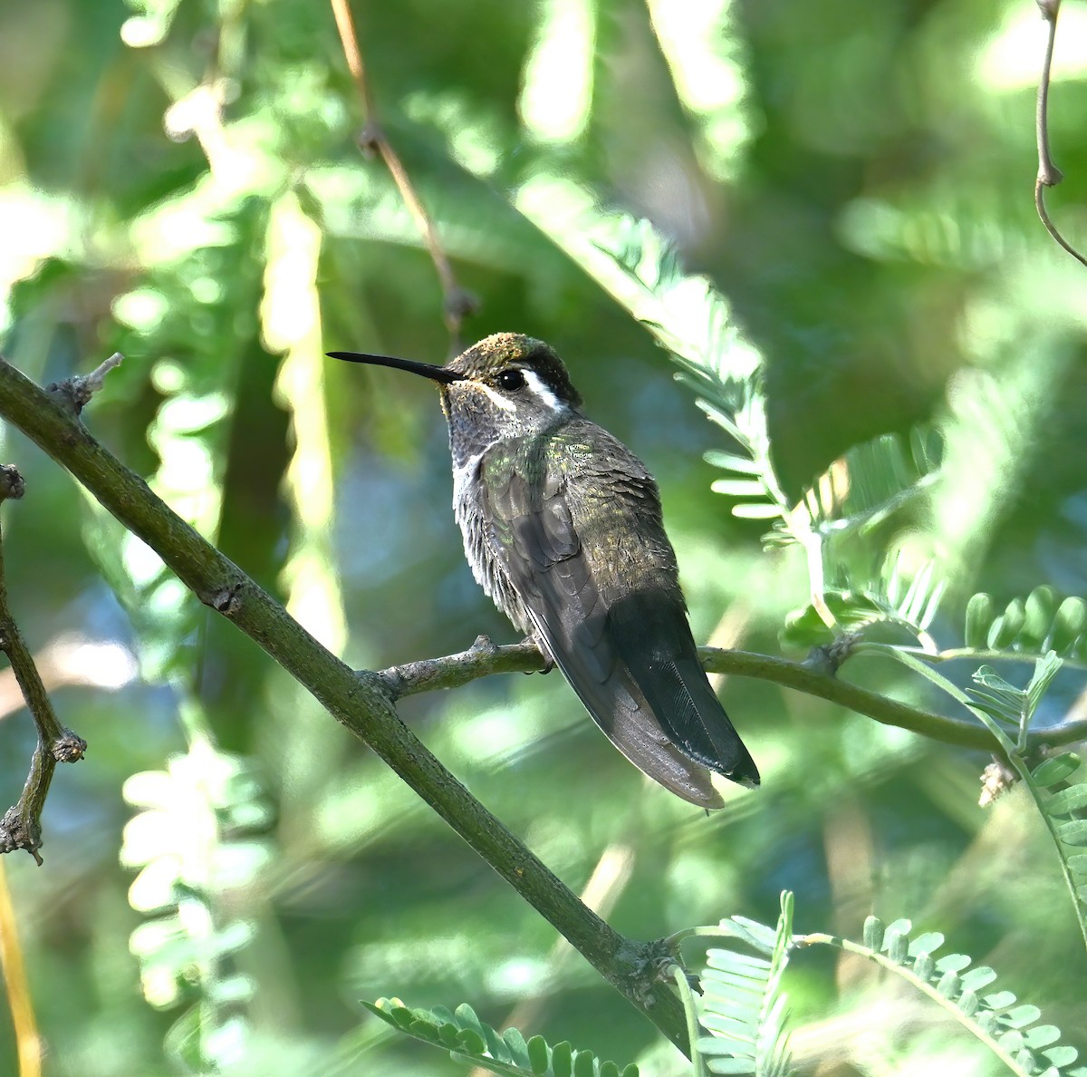 Blue-throated Mountain-gem - ML645854990