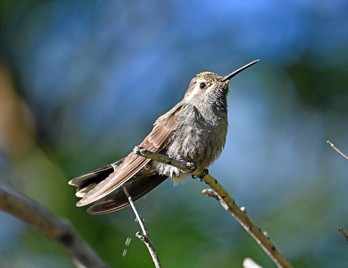 Blue-throated Mountain-gem - ML645854991