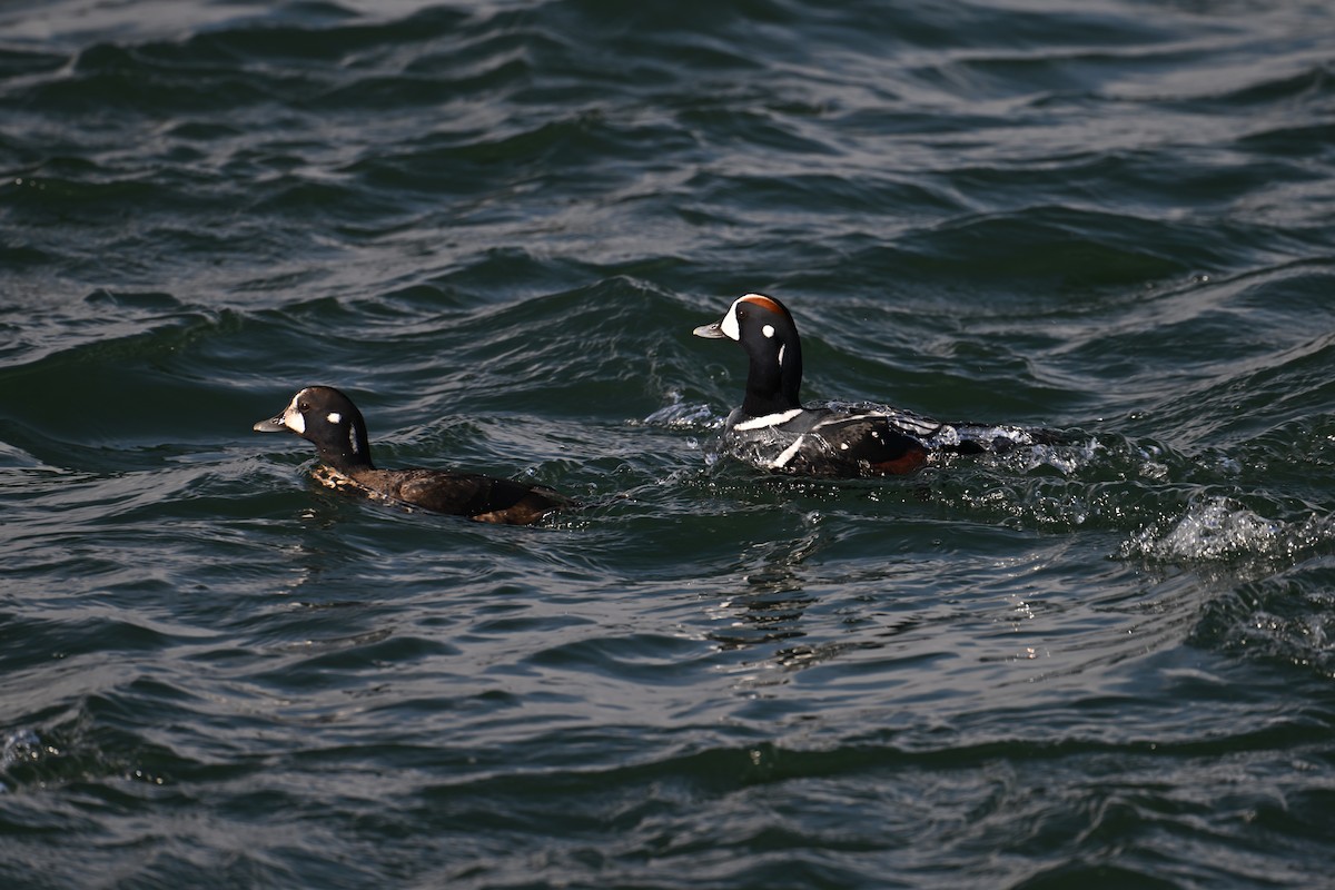 Хотгуужин чөрх - ML645854993