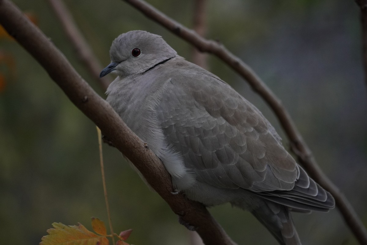 Eurasian Collared-Dove - ML645854996