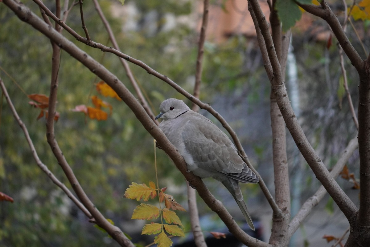 Eurasian Collared-Dove - ML645854997