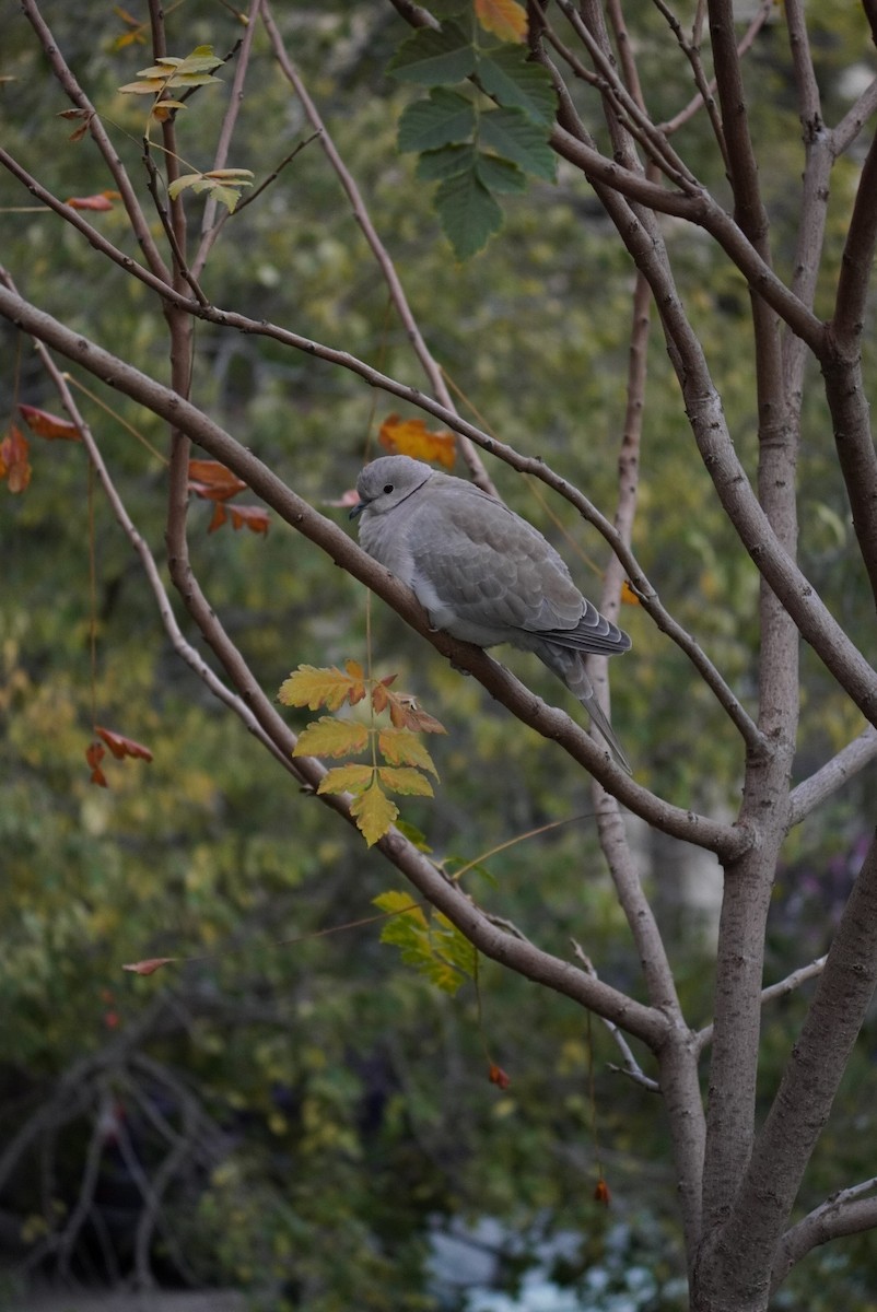 Eurasian Collared-Dove - ML645854998