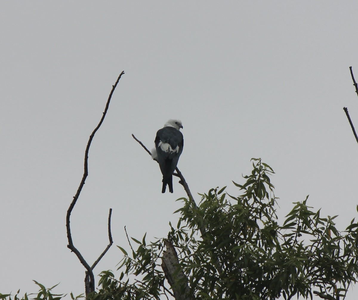 Swallow-tailed Kite - ML645854999