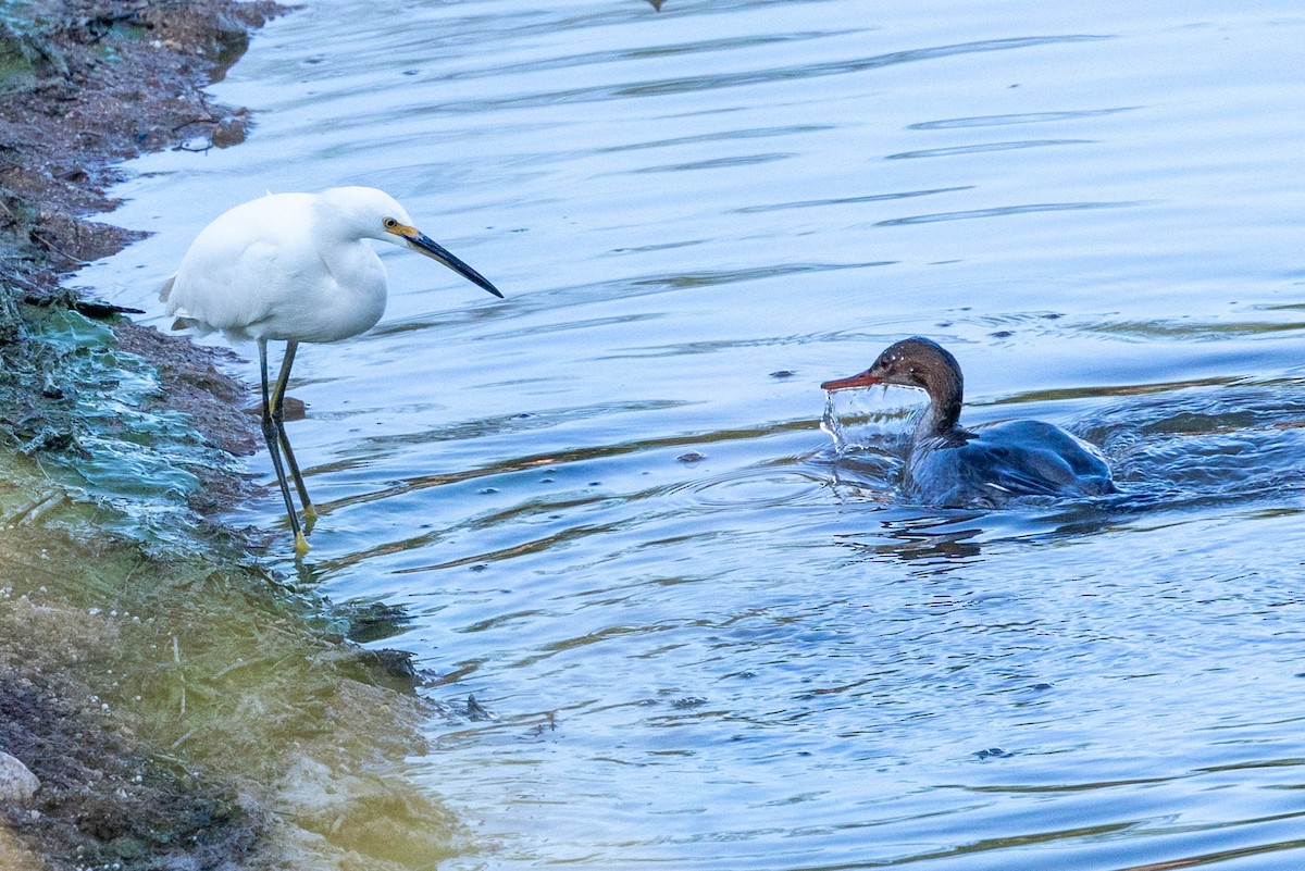 volavka bělostná - ML645855001