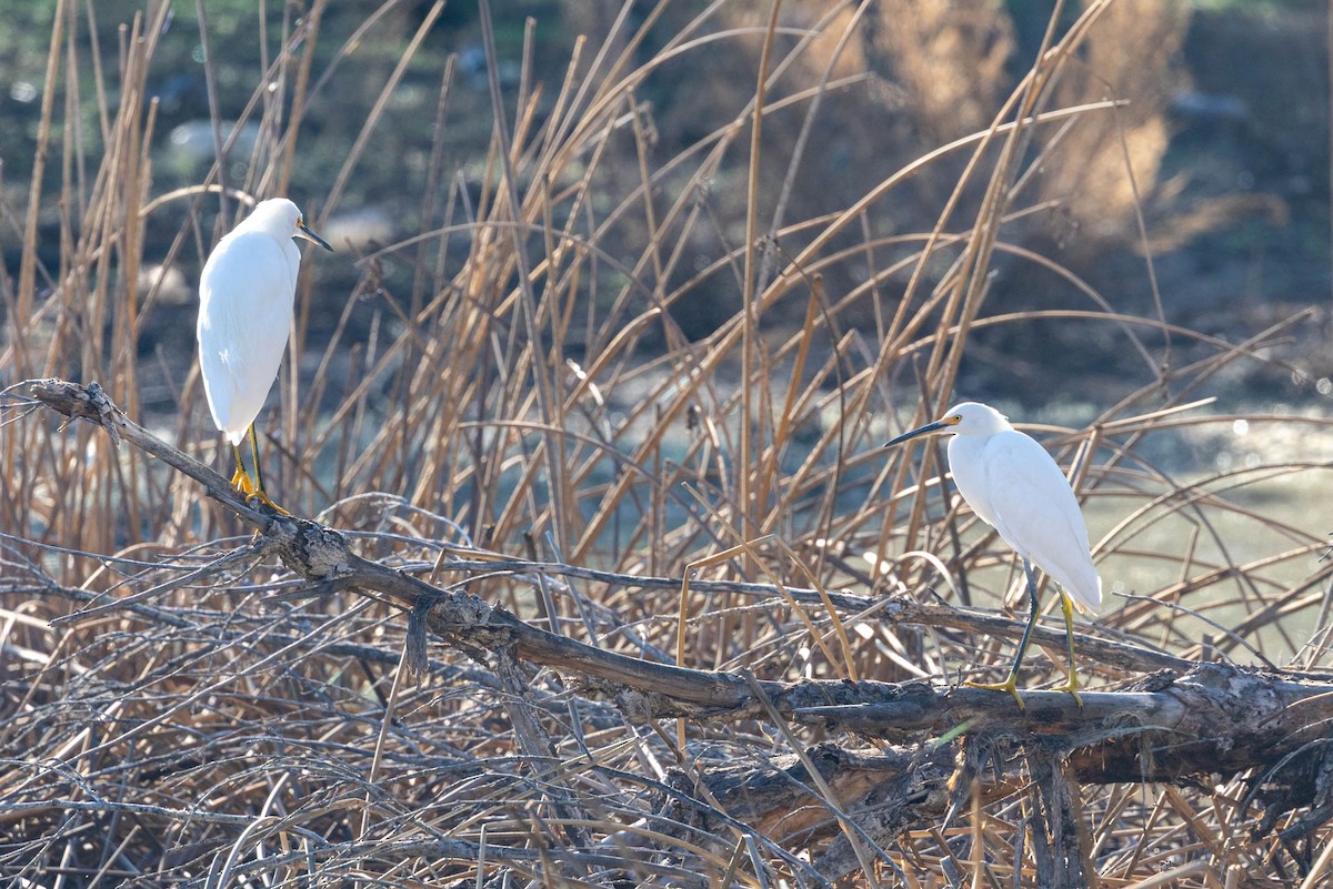 volavka bělostná - ML645855002