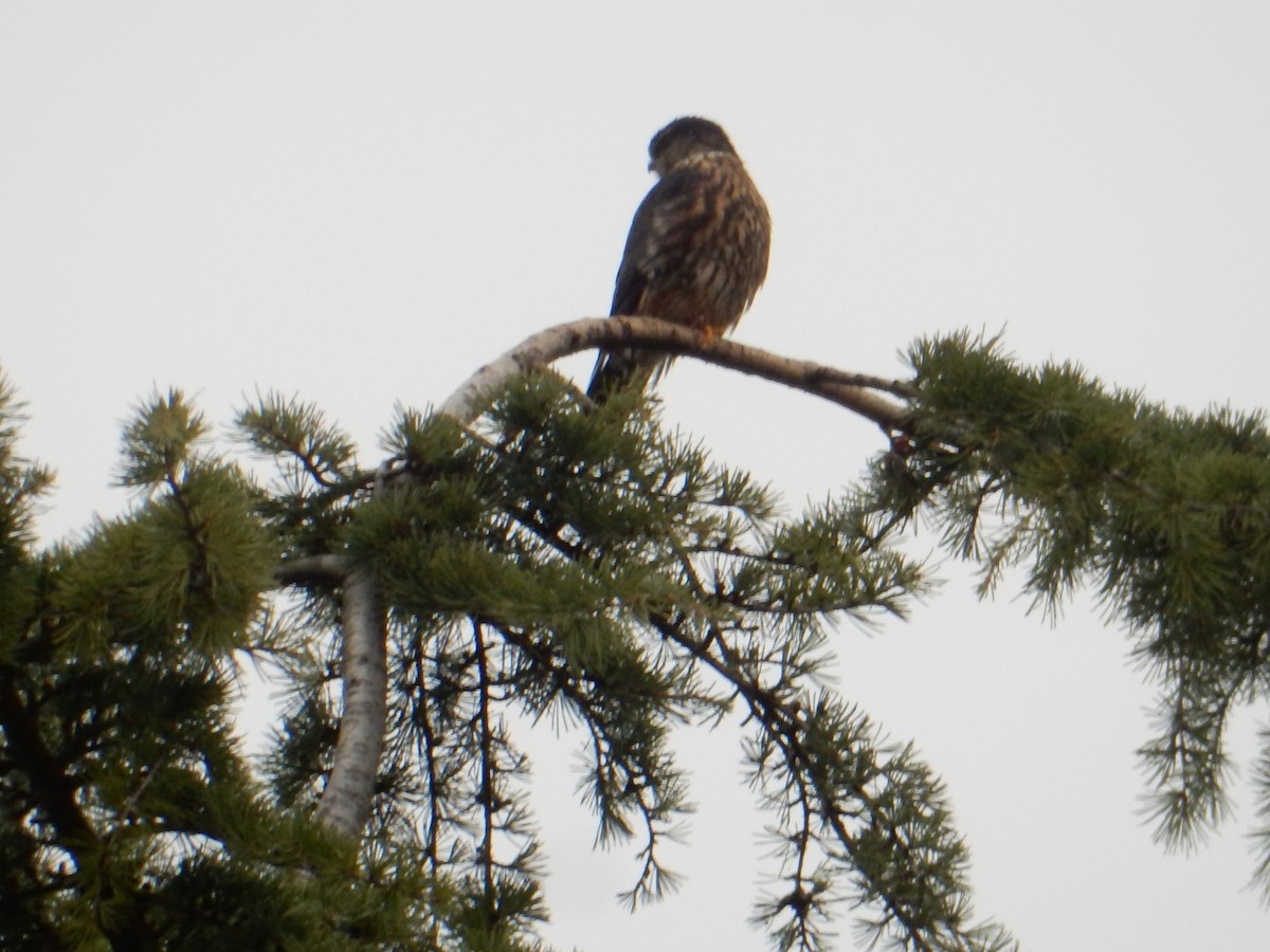 灰背隼 - ML645855005