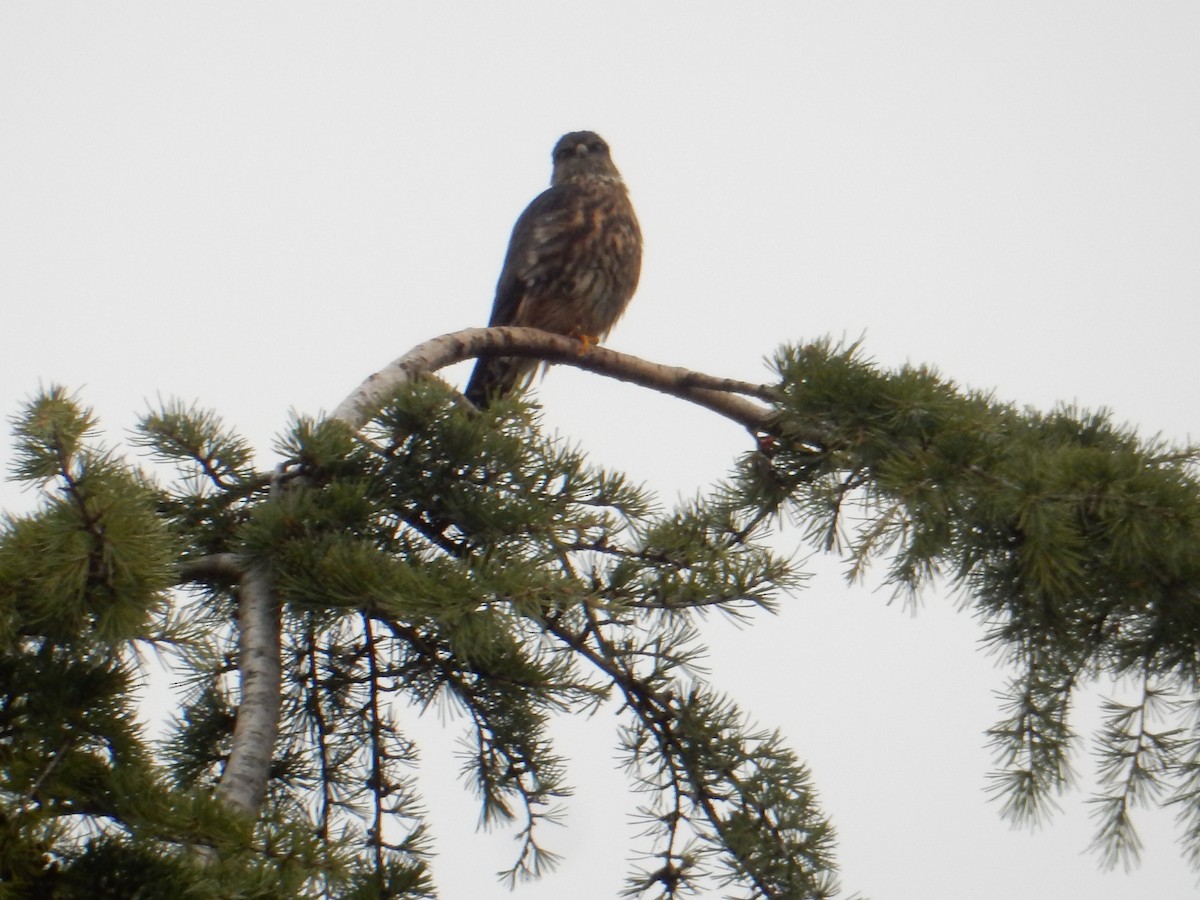 灰背隼 - ML645855006