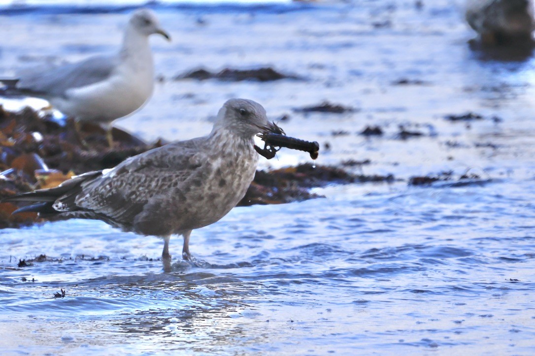 Gaviota de Delaware - ML645855007