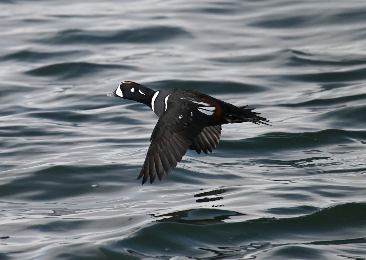 Хотгуужин чөрх - ML645855008