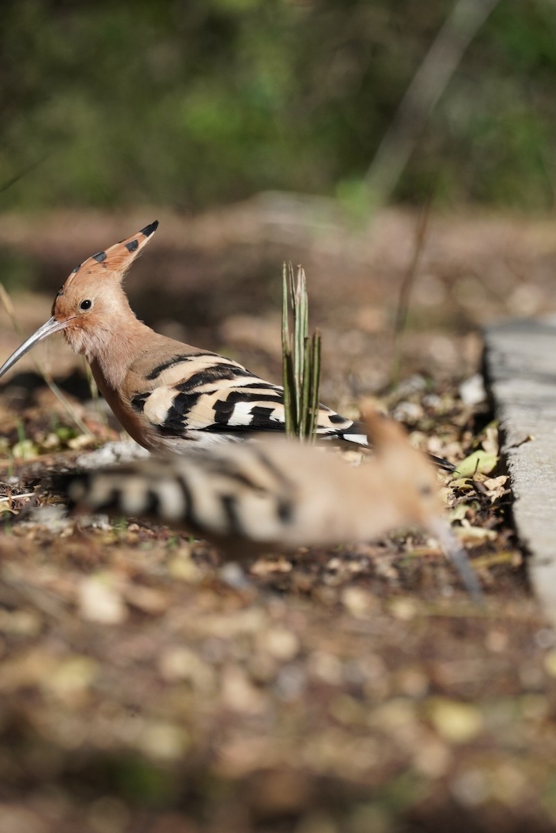 Common Hoopoe (Eurasian) - ML645855009