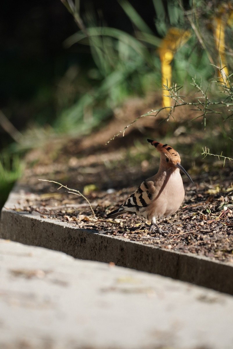Common Hoopoe (Eurasian) - ML645855010